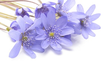 Hepatica nobilis on a white background