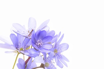 Obraz premium Hepatica transsilvanica