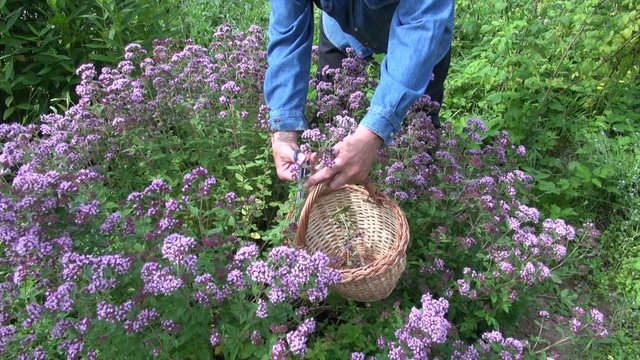 Gardener collecting flowering oregano with scissors in wicker basket in herb garden