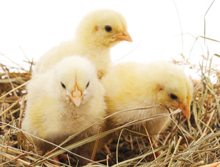 Three chicks in a straw.