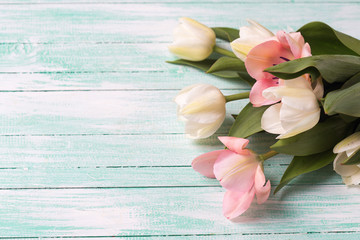 Fototapeta na wymiar Fresh spring white and pink tulips flowers on turquoise paint