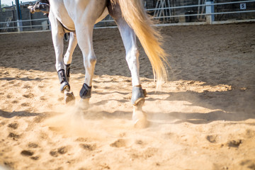 leg horse running