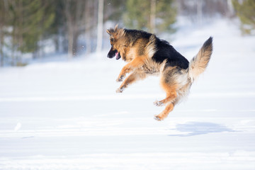 German shepherd dog jumping in snow outdoor
