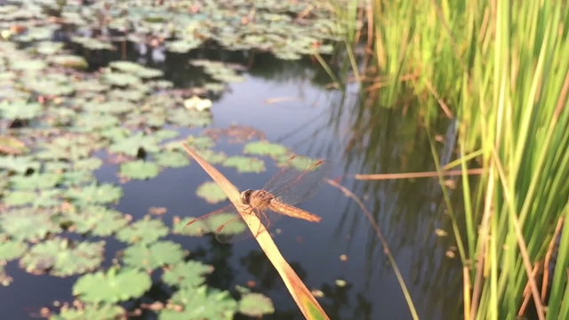 slow motion dragonfly standing on the leaf near a peaceful pond