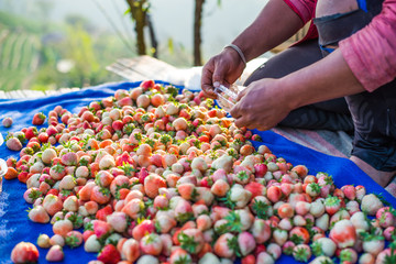 Harvest packing Strawberry Blueberry at field