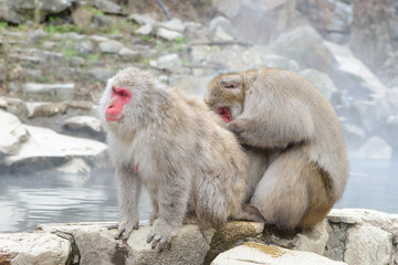 Obraz premium Monkey in Jigokudani Monkey Park or Snow Monkey, Grooming: It relaxing time for the monkey, they are looking for lice and it egg at the root of their hairs in oder to remove them, Nagono Japan. 