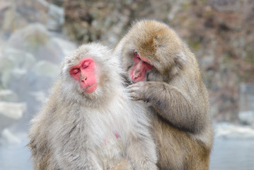 Monkey in Jigokudani Monkey Park or Snow Monkey, Grooming: It relaxing time for the monkey, they are looking for lice and it egg at the root of their hairs in oder to remove them, Nagono Japan. 