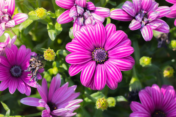 The background image of the colorful flowers