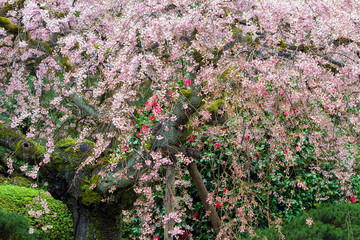Old Cherry Blossom Tree Closeup