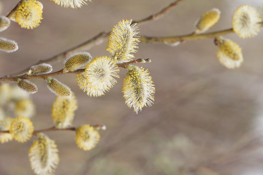 Fluffy buds on a willow branch in the  spring