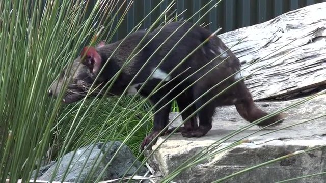 Tasmanian devil. Endangered animal found in the wild only on the Australian island state of Tasmania.