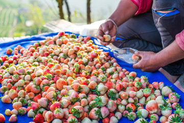 Harvest packing Strawberry Blueberry at field