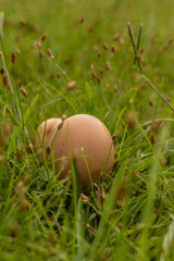 Eier in grüner Wiese