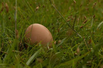einzelnes Ei auf grüner Wiese