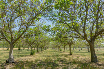 Walnut orchard