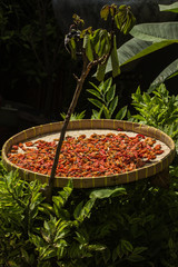 Schale mit roten Chilischoten