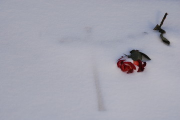 Róża w śniegu © Robtas