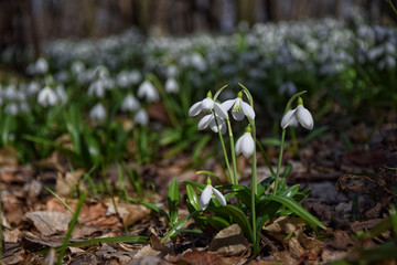 Snowdrops in spring forest