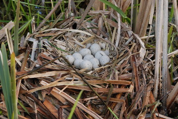 Gniazdo cyranki z jajami