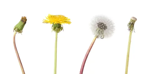 Peel and stick wallpaper Dandelion Four stage of a dandelion isolated on white backgroun