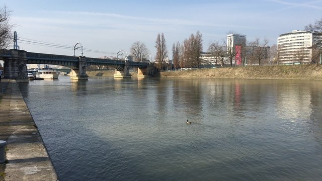 Paris, un canard s'en va, une mouette arrive