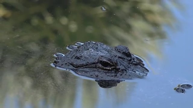 American alligator up close and personal in the water.It's a large crocodilian reptile endemic to the southeastern United States and the official state reptile of: Florida, Louisiana, and Mississippi.