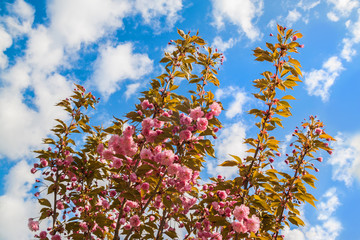 Spring sakura flowering