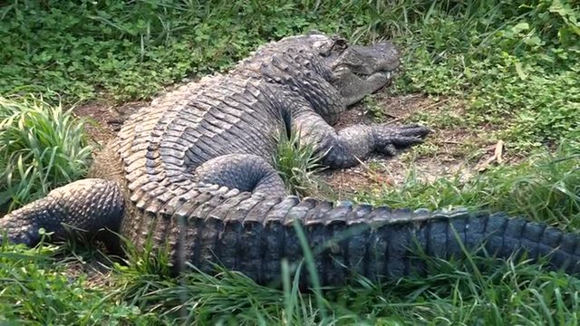 American alligator, a large crocodilian reptile endemic to the southeastern United States and the official state reptile of: Florida, Louisiana, and Mississippi.