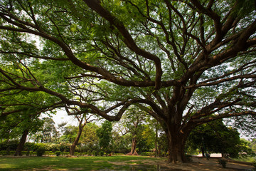 Fototapeta premium Big tree