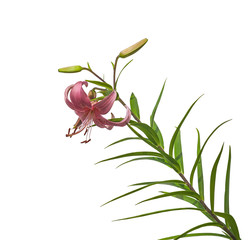 The branch of  pink lilies Asian hybrids with buds and a blossom