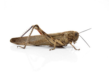 Fototapeta premium Saltamontes.