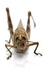 Saltamontes.