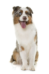 brown australian shepherd