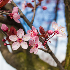 Selective focus on Cherry flower
