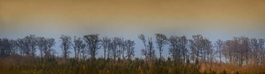 Fototapeta premium long row of trees