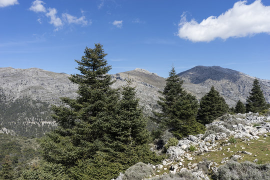 parques naturales de Espa&ntilde;a, Sierra de las Nieves en la provincia de M&aacute;laga, Andaluc&iacute;a
