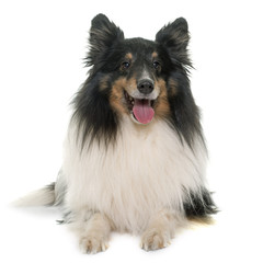 adult shetland sheepdog