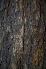 Textured background - pine bark   