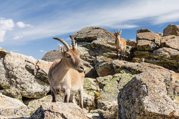 Capra pyrenaica victoriae. Hembras de Cabra Montés. Sierra de Gredos, Ávila, España.