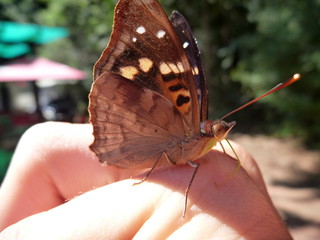 detail of a butterfly on a hand