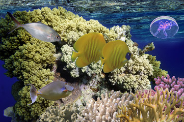 Wonderful and beautiful underwater world with corals and tropica