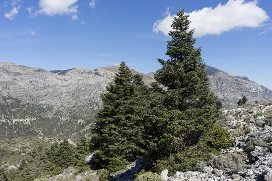 parques naturales de Espa&ntilde;a, Sierra de las Nieves en la provincia de M&aacute;laga, Andaluc&iacute;a