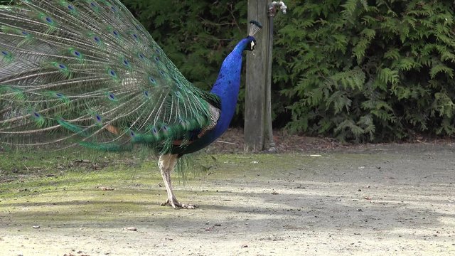 Blauer Pfau am balzen
