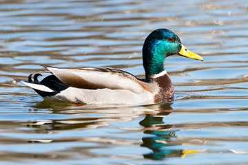Drake Mallard in water.