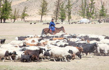 Mongolian herders - 105316553