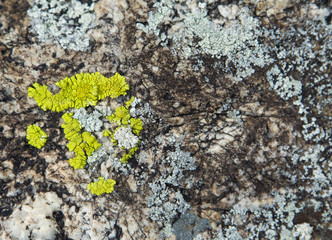 Texture of lichen on the stone