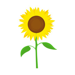 Sunflower Vector Symbol