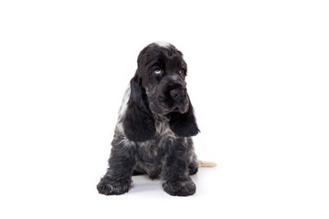 Puppy of English Cocker Spaniel