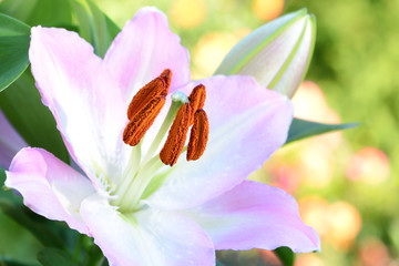 Blumen 513 © K.-U. Häßler