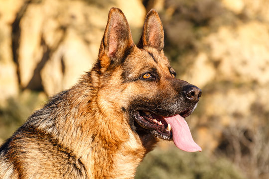 Cabeza de Perro Pastor Alemán.